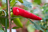 CAPSICUM ANNUUM HUNGARIAN HOT WAX