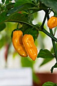 CAPSICUM CHINENSE NAGA JOLOKIA YELLOW