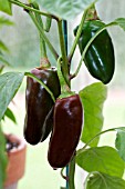 CAPSICUM ANNUUM SWEET CHOCOLATE PEPPER