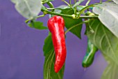 CAPSICUM ANNUUM HOT FISH