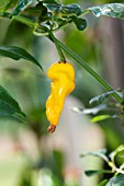 CAPSICUM BACCATUM HOT LEMON