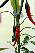 CAPSICUM ANNUUM RING OF FIRE;