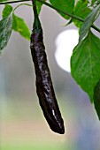 CAPSICUM ANNUUM PASILLA BAJIO