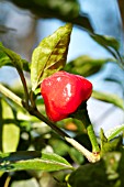 CAPSICUM CHINESE SCOTCH BONNET