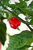 CAPSICUM CHINENSE HABANERO