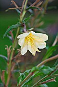 OENOTHERA FRUTICOSA YOUNGII