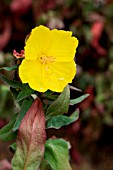 OENOTHERA TABACUM