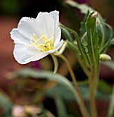 OENOTHERA DELTOIDES