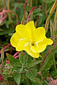 OENOTHERA ORGANENSIS