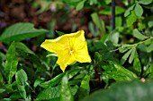 OENOTHERA MACROCARPA