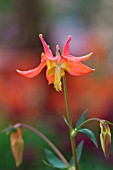 AQUILEGIA SPITFIRE