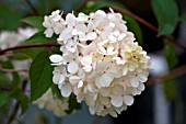 HYDRANGEA PANICULATA VANILLE FRAISE