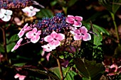 HYDRANGEA MACROPHYLLA LILACINA