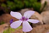 PINGUICULA TINA