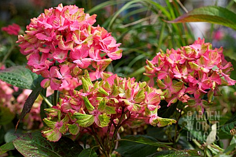 HYDRANGEA_FANTASIA