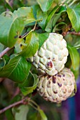 ANNONA SQUAMOSA (CUSTARD APPLE)