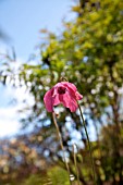 MECONOPSIS X COOKEI OLD ROSE