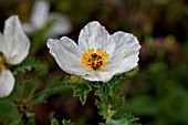 PAPAVER PAUCIFOLIATUM