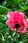 PAPAVER ORIENTALE RASPBERRY QUEEN