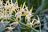 DENDROBIUM SPECIOSUM