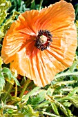 PAPAVER ORIENTALE BEAUTY QUEEN