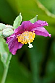 MECONOPSIS BETONICIFOLIA HENSOL VIOLET