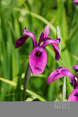 IRIS_ENSATA