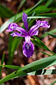 IRIS DOUGLASIANA