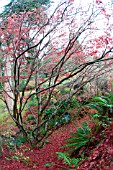 ACER PALMATUM