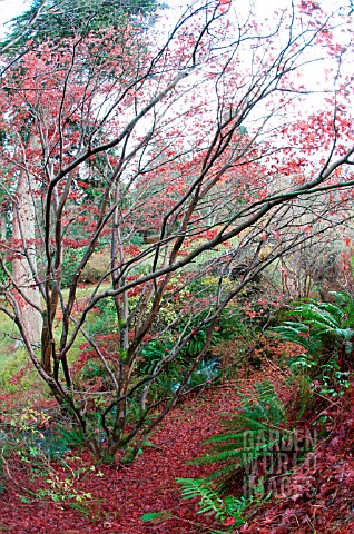 ACER_PALMATUM