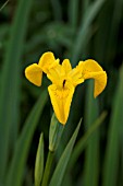 IRIS PSEUDACORUS YELLOW FLAG