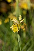 IRIS FORRESTII