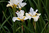 IRIS SNOW QUEEN