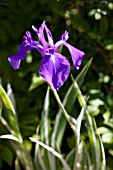 IRIS PALLIDA VARIEGATA