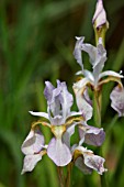 IRIS TENAX