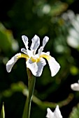 IRIS ORIENTALIS WHITE FORM