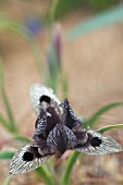 IRIS ACUTILOBA SSP. ACUTILOBA