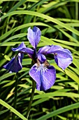 IRIS SIBIRICA