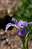 IRIS VERSICOLOR