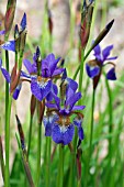 IRIS SIBIRICA TROPIC NIGHT