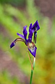 IRIS SANGUINEA