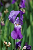 IRIS GERMANICA VAR.FLORENTINA