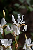 IRIS SIBIRICA ALBA