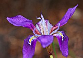 IRIS UNGUICULARIS SSP.CRETENSIS