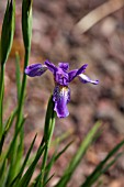 IRIS UNGUICULARIS MARY BARNARD