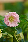 HELLEBORUS DOUBLE QUEEN