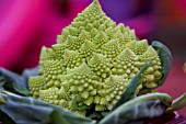 BRASSICA OLERACEA