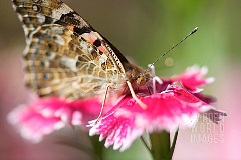 DIANTHUS_SP_WITH_BUTTERFLY