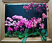 PHALAENOPSIS HYBRID MIXED