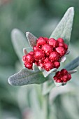 HELICHRYSUM RUBY CLUSTER